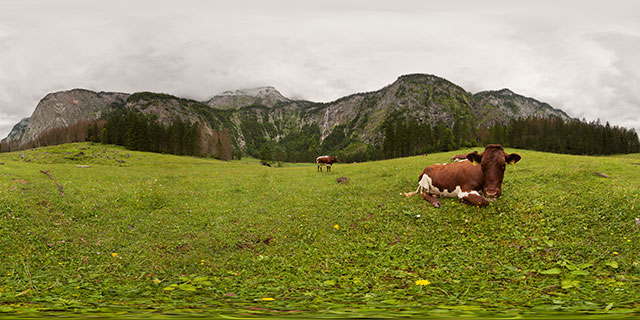 Cows in meadow near Röthbachfall, Königsee 360° Panorama