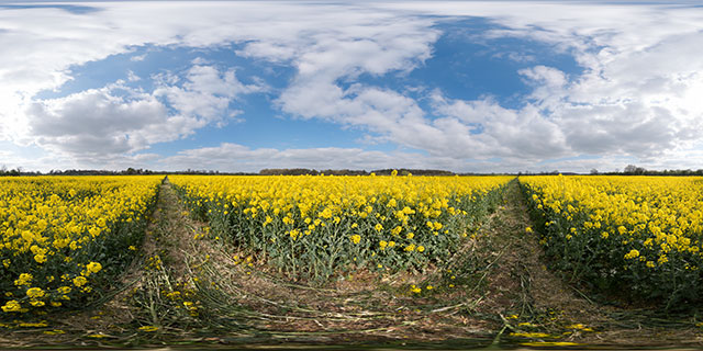 Field of Oilseed Rape, Marston Trussell 1 360° Panorama