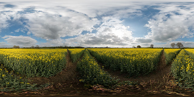 Field of Oilseed Rape, Marston Trussell 2 360° Panorama