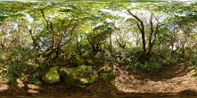 Forest path across the mountain, Hakone 360° Panorama