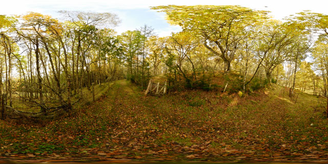 Meall Fuar-mhonaidh – track through woodland 360° Panorama