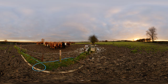 Muddy field and bulls at sunset 360° Panorama