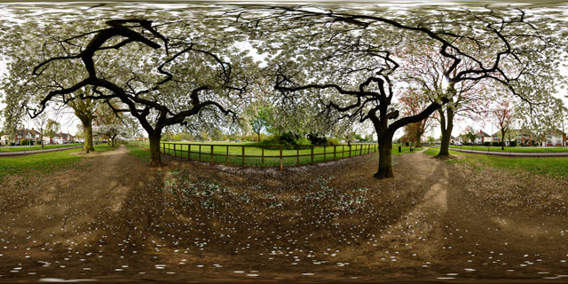 Welland Park – Blossoming Trees 360° Panorama