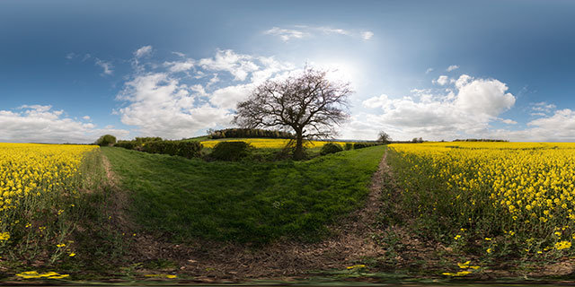 Oilseed Rape field, East Farndon 360° Panorama