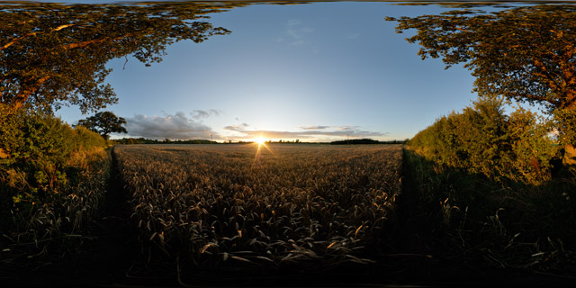 Sunset over wheat field 2 360° Panorama